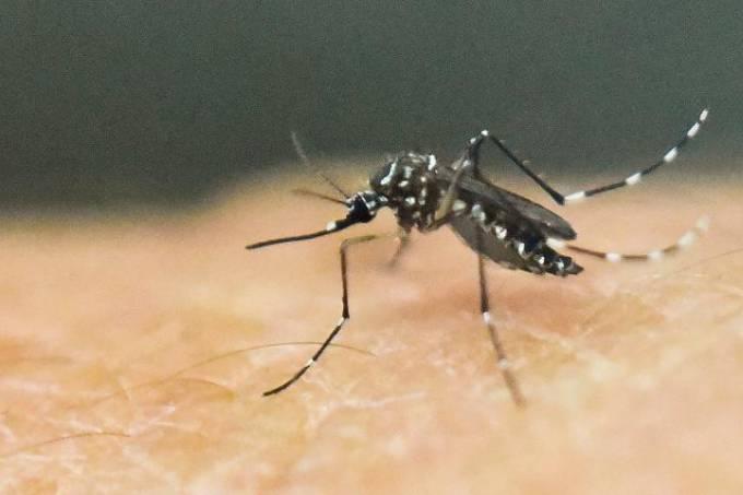 Brasileiro ainda desconhece riscos dos vírus zika e chikungunya