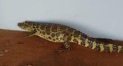 Jacaré aparece em rua e 'invade' casa de morador