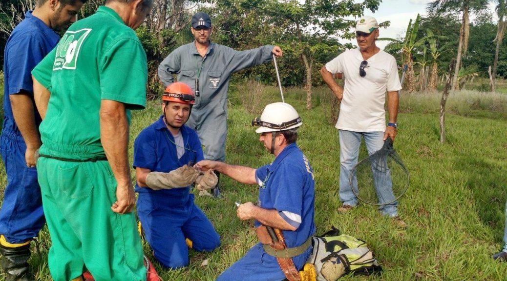 Ações de controle da raiva dos herbívoros reduz casos da doença em MS