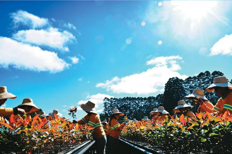 1% das fazendas concentram 45% da produção