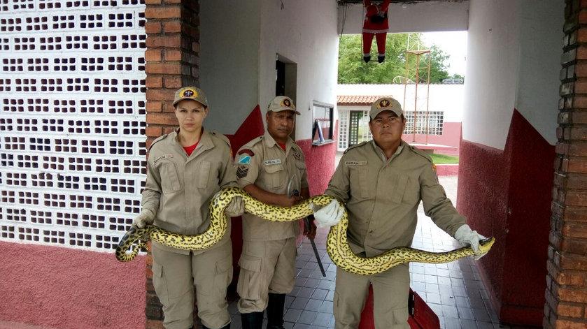 Funcionário encontra sucuri de quatro metros em hotel