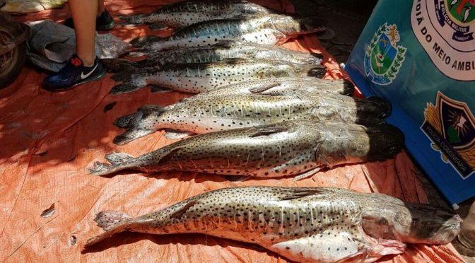 Mais que dobra número de peixes apreendidos na piracema
