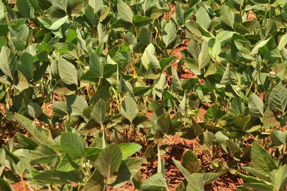 Estado tem 2,5 milhões de hectares de área plantada