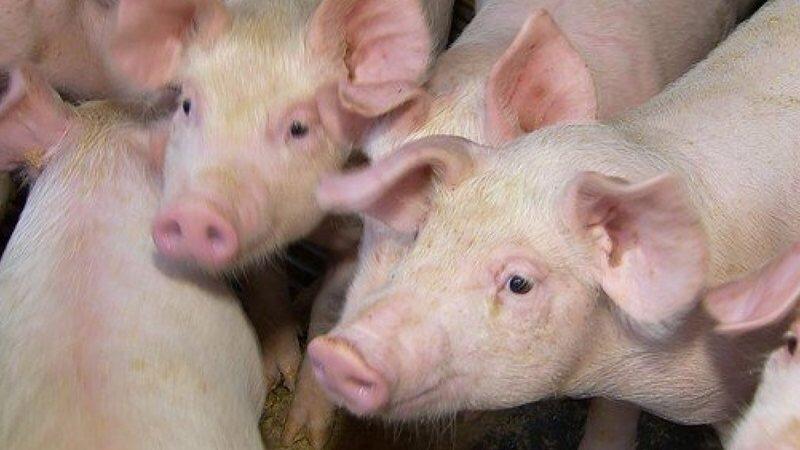 9 casos de peste suína são registrados no Brasil