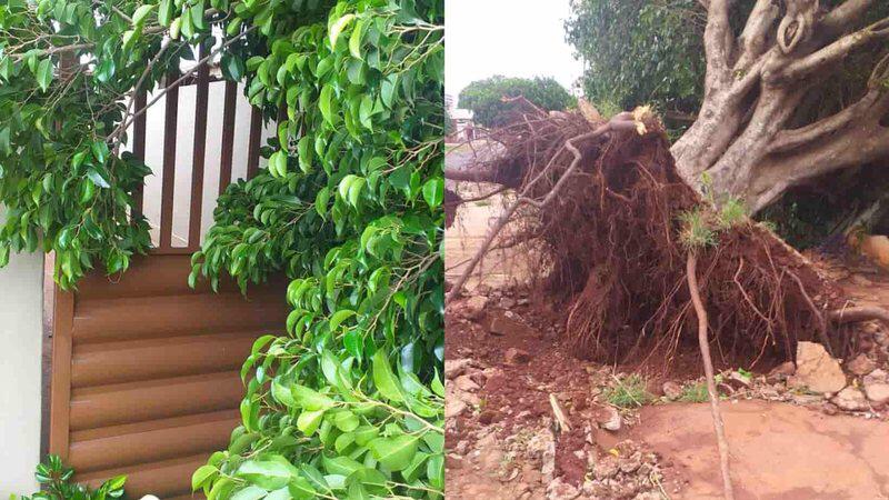 Moradores estão há 17h presos em casa após árvore cair e bloquear passagem