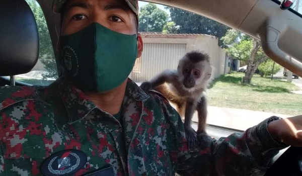 Homem é flagrado por manter macaco-prego em cativeiro e ameaçar servidora