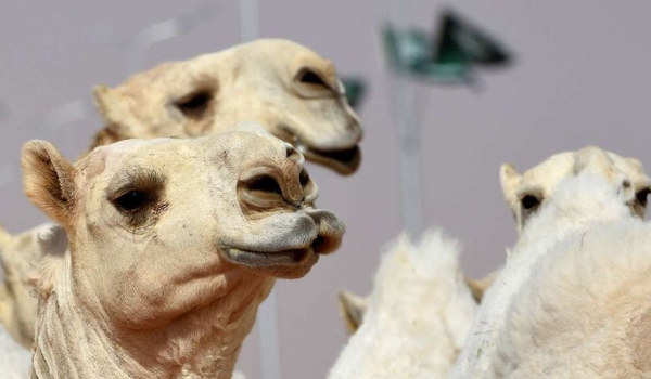 Camelos com botox nos lábios são desclassificados de concurso de beleza