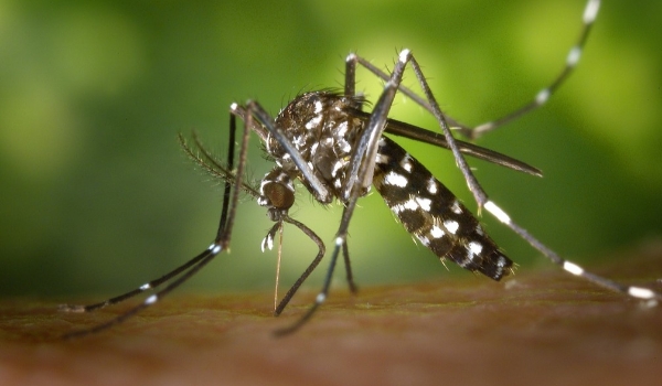 Casos de chikungunya disparam e acendem alerta de nova epidemia no Brasil
