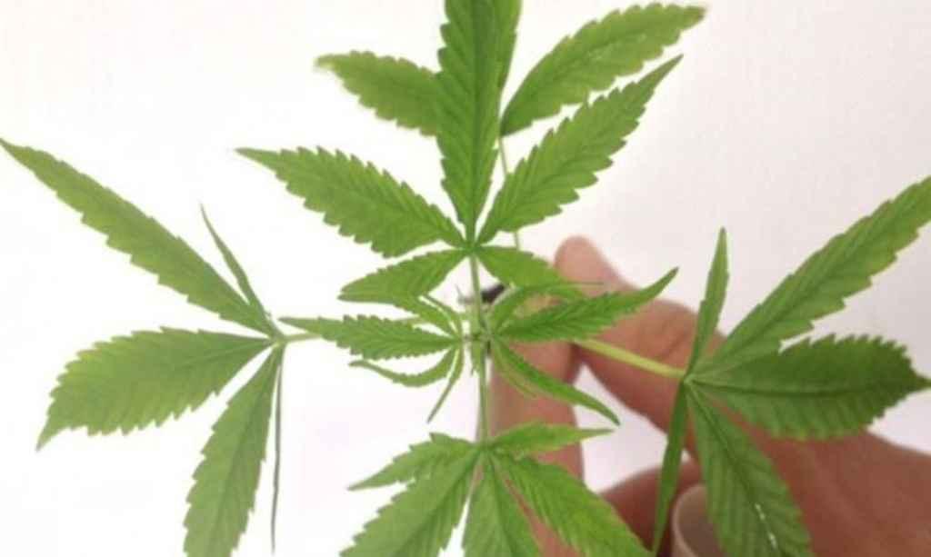 Venda de produtos de cannabis entra em vigor