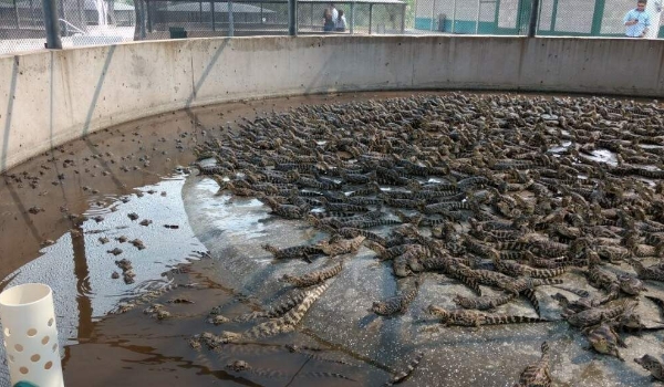 Paralisação de abates deixa 