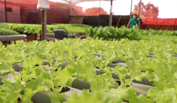 Prefeitura publica lei que autoriza criação do Fundo de Agricultura na Capital