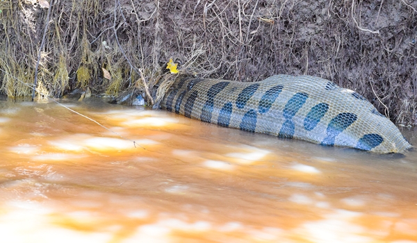 Sucuri de 6 metros é flagrada digerindo 