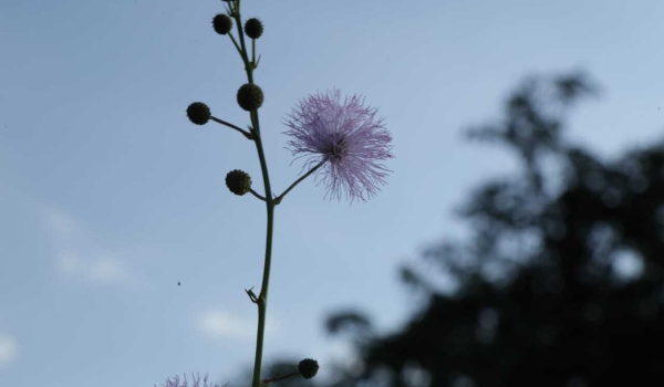 Primeiro dia do ano tem pancadas de chuva e calor de 41ºC