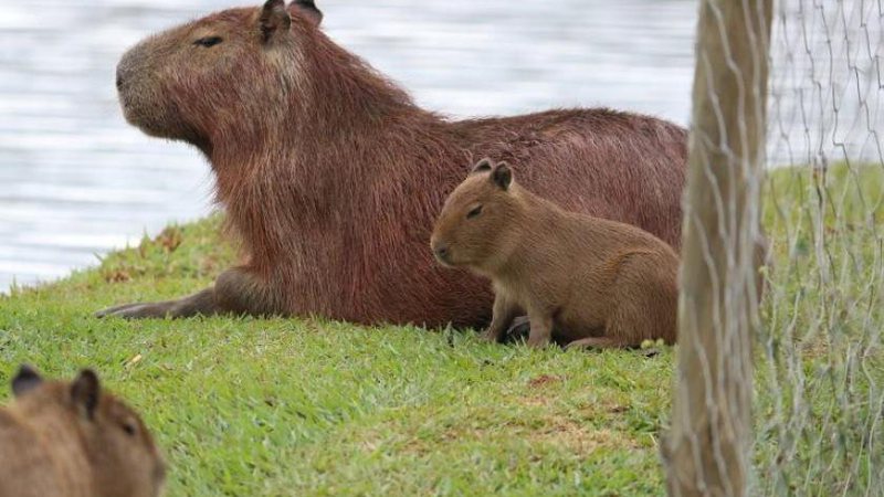 VÍDEO explica por que capivaras de Mato Grosso do Sul se acham demais