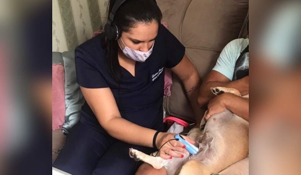 Pré-natal Canino: uma gravidez saudável para seu pet