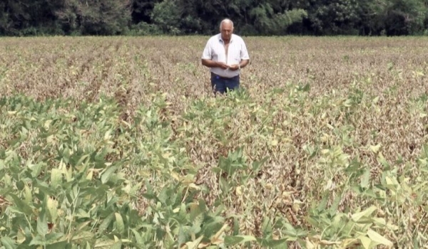 Decreto de emergência do governo ajuda produtores rurais a reduzir prejuízos em função da estiagem