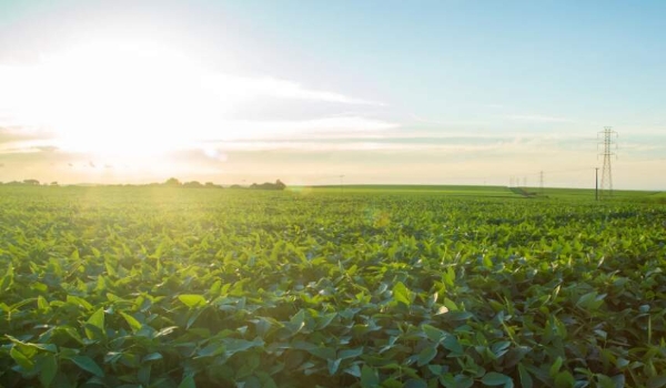 Termina dia 10 de janeiro prazo para registro da área plantada com soja em MS
