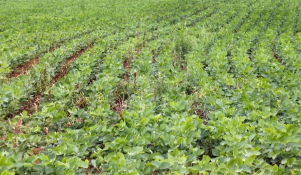Prazo para registro da área plantada com soja em Mato Grosso do Sul termina dia 10 de janeiro