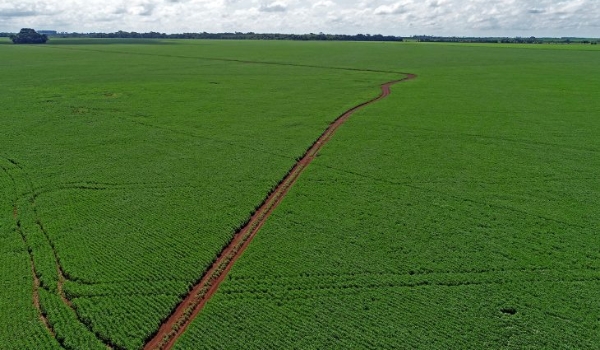 Termina nesta segunda-feira (10), prazo para registro da área plantada com soja em MS