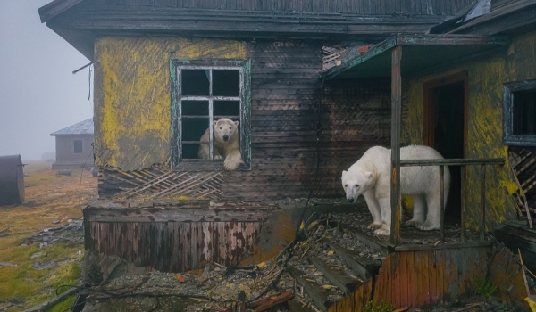 Ursos polares se apoderam de estação meteorológica abandonada na Rússia; Veja FOTOS