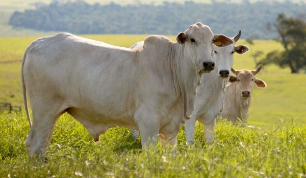 Mercado externo deverá continuar ditando preços do boi gordo em 2022