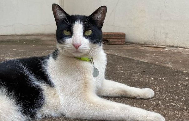 Frajola fica: após batalha judicial, sentença determina permanência de gato em condomínio