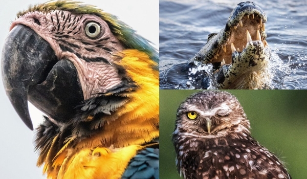 Norte-americano conhece Pantanal e registra flagrantes exclusivos da fauna pantaneira; veja fotos