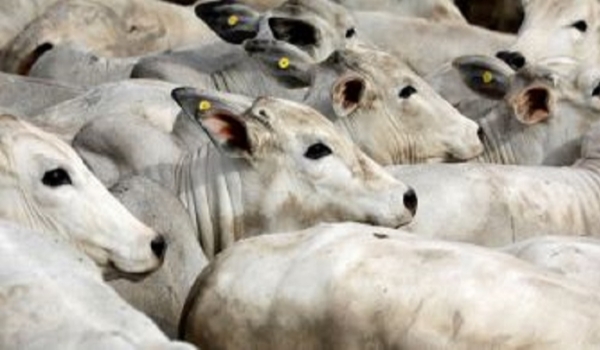 Conexão Agro: Exportações de carne bovina tem crescimento no país