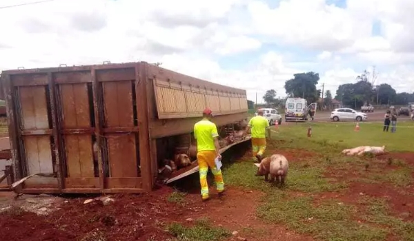 Caminhão carregado com porcos tomba e deixa trânsito lento na BR-163