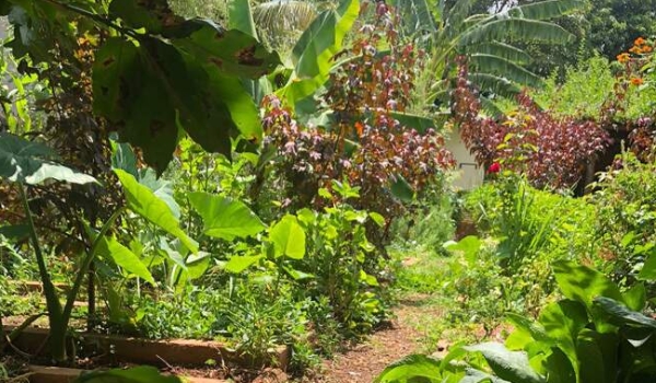 Em tempos de viroses, plantas medicinais podem ser grandes aliadas