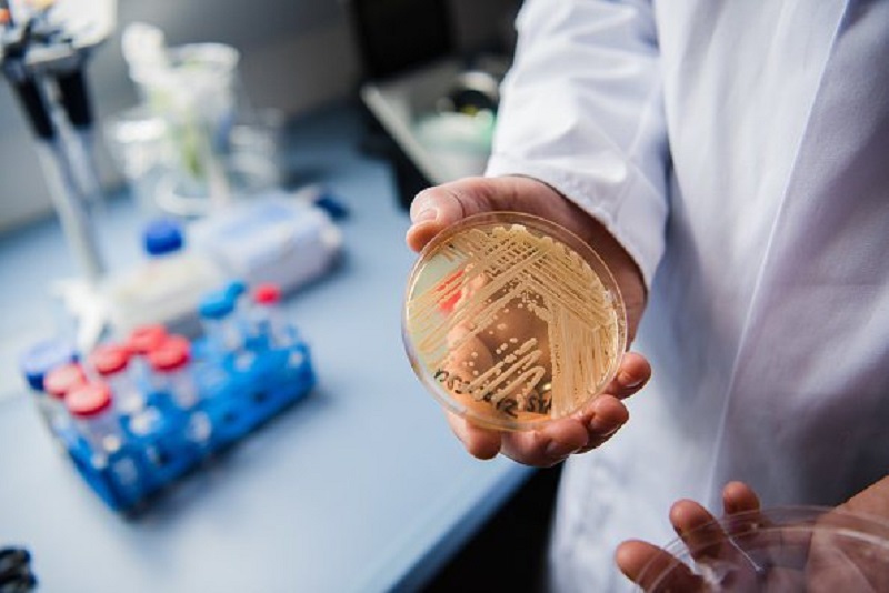 Anvisa confirma surto de superfungo ‘Candida Auris’ no Brasil