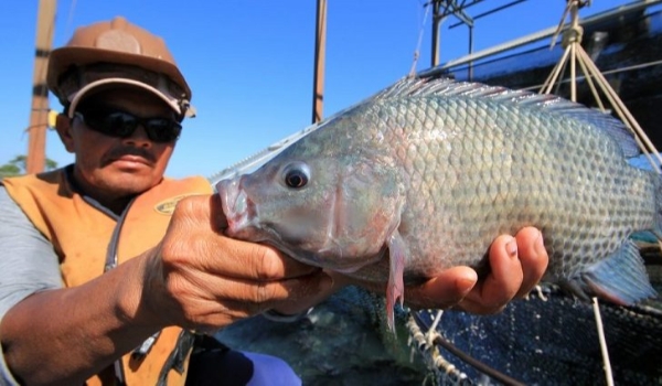 Semagro estimula implantação de frigorífico para processamento de peixe em Inocência