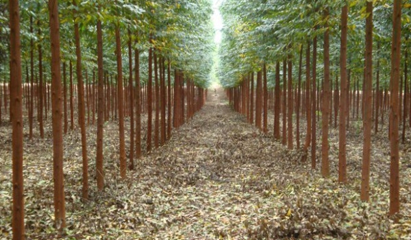Funtrab oferece 45 vagas para viveirista florestal sem experiência em Ribas do Rio Pardo