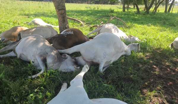 Durante chuva, 15 cabeças de gado morrem após serem atingidas por raio