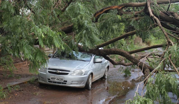 Chuva rápida com ventos fortes derruba árvore em cima de carro na Capital