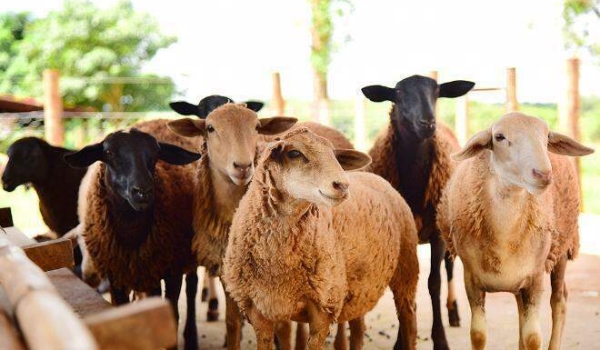 Em um ano, abate de ovinos cresce mais de 46% em MS