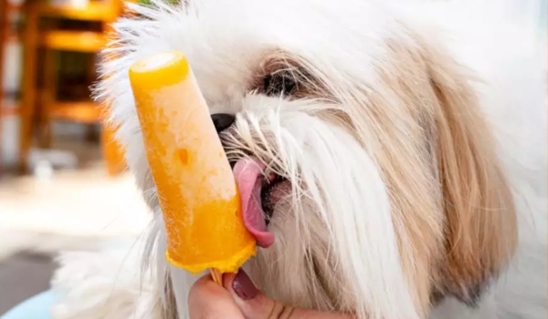 Picolé de frutas para cães e sorvete para donos é sensação em gelateria