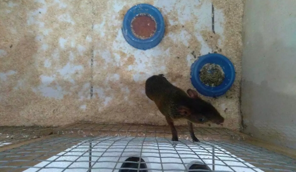 Empresário é multado em R$ 6 mil por vender animais silvestres em redes sociais