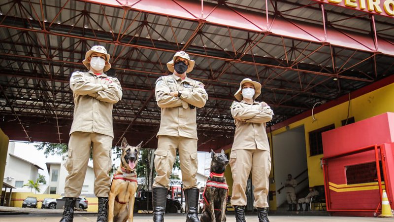Treinados para buscas, cães do Corpo de Bombeiros ‘colecionam’ resgates de desaparecidos em MS