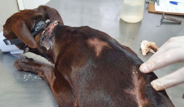 Bombeiros resgatam cachorro atropelado que foi jogado em bueiro