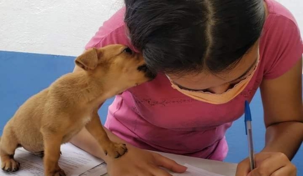 Com 30 animais, primeira feira de adoção de 2022 acontece neste sábado