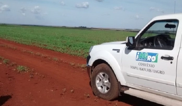 Mapa estabelece período de vazio sanitário para regiões produtoras em todo o Brasil