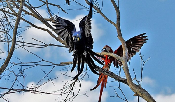 Terça com predomínio de tempo firme e grande variação térmica no Estado 