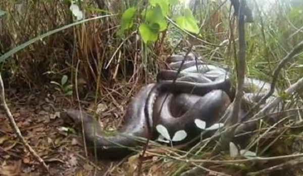 'Orgia' de sucuris impressiona fotógrafo no Pantanal de Mato Grosso do Sul: 'mais de 10'