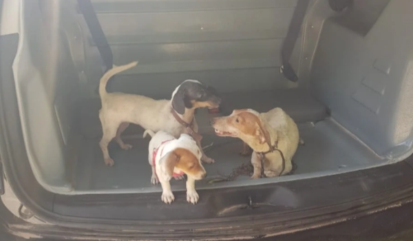 Cachorros que viviam amarrados e sem comida são resgatados pela polícia