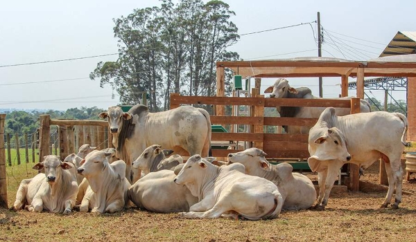 Pesquisa demonstra que gado também gosta de sombra e água fresca