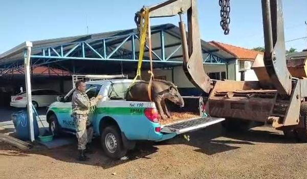 Trabalhador usa guindaste para recolher anta atropelada em rodovia