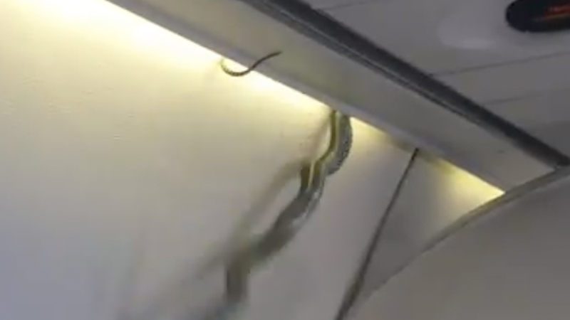 Vídeo: avião faz pouso forçado após uma cobra cair do bagageiro na Malásia