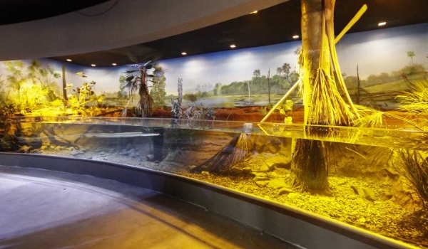 Circuito interno de tanques do Aquário do Pantanal começa a receber peixes