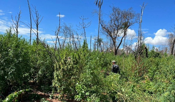 Paraguai e Brasil fazem nova investida contra roças de maconha na fronteira